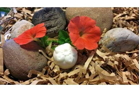 White-Miniature-Flower